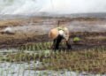 Ilustrasi Petani menanam padi pada lahan tadah hujan di Kota Dumai Riau
