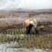 Ilustrasi Petani menanam padi pada lahan tadah hujan di Kota Dumai Riau