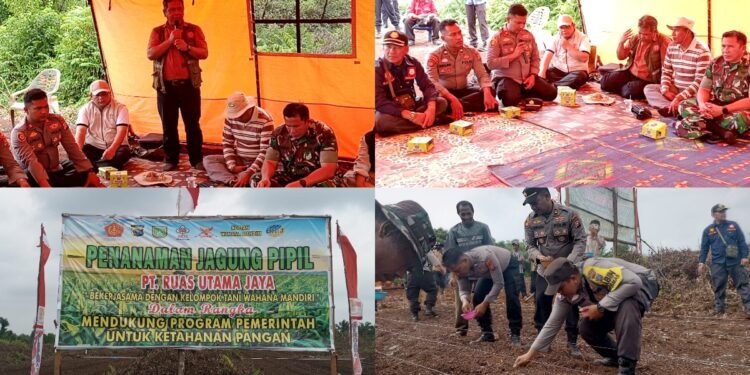 Kolase foto kegiatan penanaman jagung pipil dalam rangka mendukung program ketahanan pangan yang diinisiasi oleh Polsek Sungai Sembilan bersama PT Ruas Utama Jaya dan Kelompok Tani Wahana Mandiri di Kecamatan Sungai Sembilan Rabu 2782025