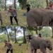 Sembari-Patroli-Kapolda-Riau-Kunjungi-Keluarga-Gajah-di-TWA-Buluh-Cinajpg - Utusan Bangsa